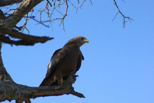 Yellow-billed Kite