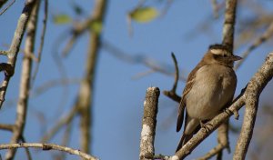 Yellow-throated petronia