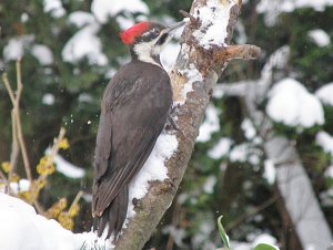 Pileated Woodpecker