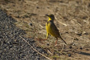 Yellow-throated Longclaw