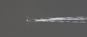 Distant Grebes