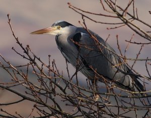 Grey Heron