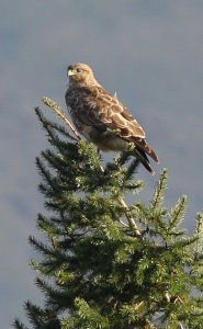 Buzzard in a pine tree