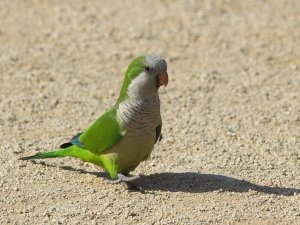 Monk Parakeet