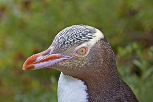 Yellow-eyed Penguin (Hoiho)