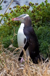 Yellow-eyed Penguin (Hoiho)