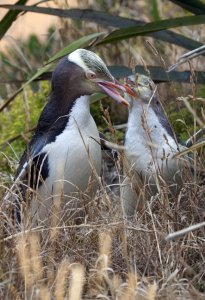 Yellow-eyed Penguin (Hoiho) and Young