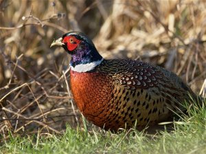 Common Pheasant