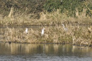 Little Egrets and Grey Heron