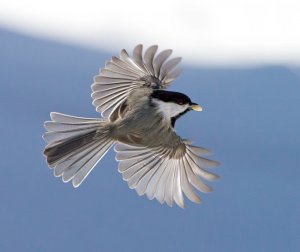 Chickadee in flight