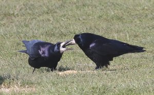 A tasty treat for his partner!!!