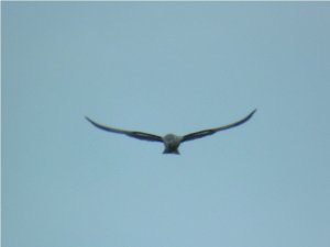 Blackwinged Kite