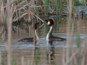 Great Crested Grebe