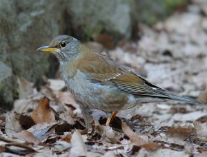 Pale Thrush