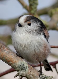 Long-tailed Tit