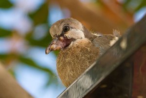 Laughing Dove Fledgling