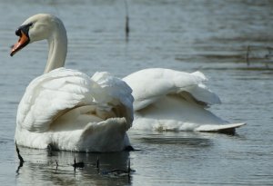 Mute Swan