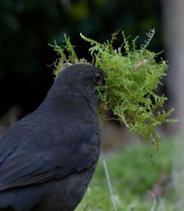 Nest building