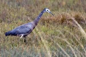 White-faced Heron