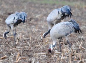 Common Cranes waiting for nightfall