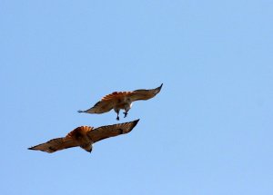 Soaring High Red Tail Hawk Pair