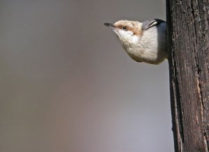 Brown-headed Nuthatch