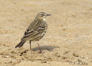 Rock Pipit