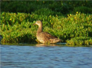 Blue Winged Teal Portugal