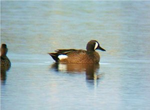 Blue Winged Teal  Portugal