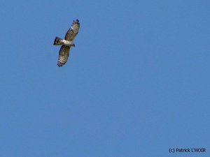 African Cuckoo-Hawk