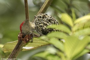 Grey-and-buff Woodpecker