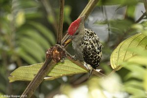 Grey-and-buff Woodpecker