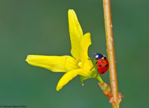 Ladybird on Forsythia