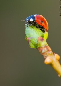 Ladybird on bud