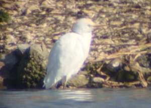 cattle egret