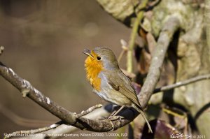 Robin in song