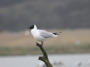 Blackheaded gull