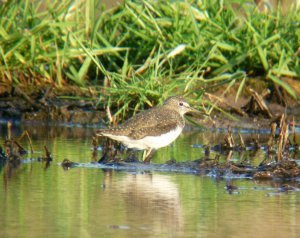 Green sandpiper