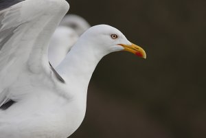 Gull profile-last post for the next few weeks