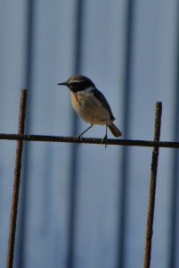 Fuerteventura Chat