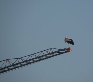 White Stork