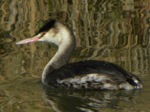 Great Crested Grebe