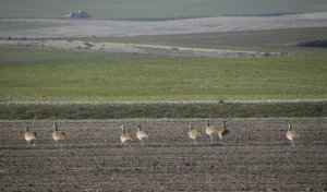 Great Bustard