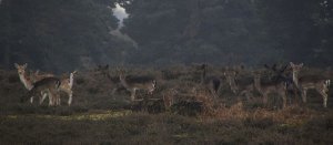 Fallow Deer