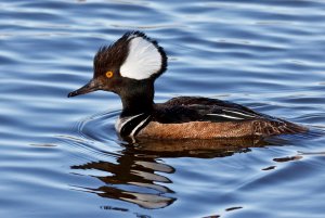 Hooded Merganser