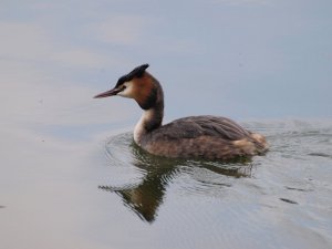 Great creasted grebe