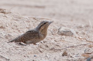 Watchful Wryneck