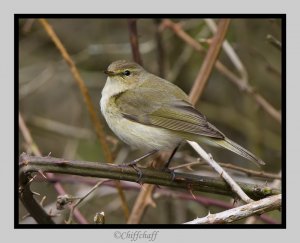 Chiffchaff