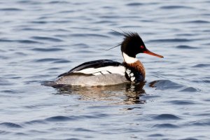 Red-breasted Merganser