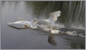 Swan chase 2
